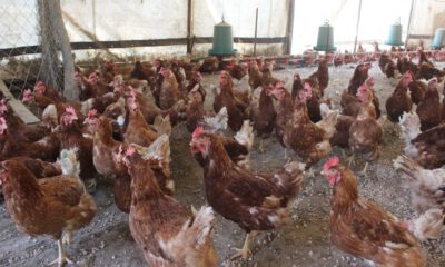 Tavuklar Müslüm Baba’yla Kavgayı Bıraktı, Yumurtlamaya Başladı
