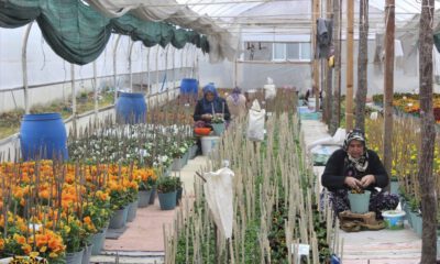 Bu Köyün Annelerinin Yetiştirdiği Çiçek Tohumları Para Basıyor, Dünyaya İhraç Oluyor