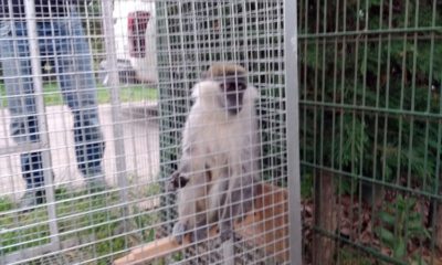 Paniğe Sebep Olan Maymun Yakalandı