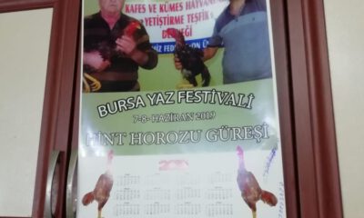 Hayvan Derneğinde Horoz Dövüşü