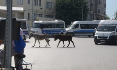 Bursa’da Şehrin Göbeğinde İki Eşek Sürücüleri Zor Durumda Bıraktı