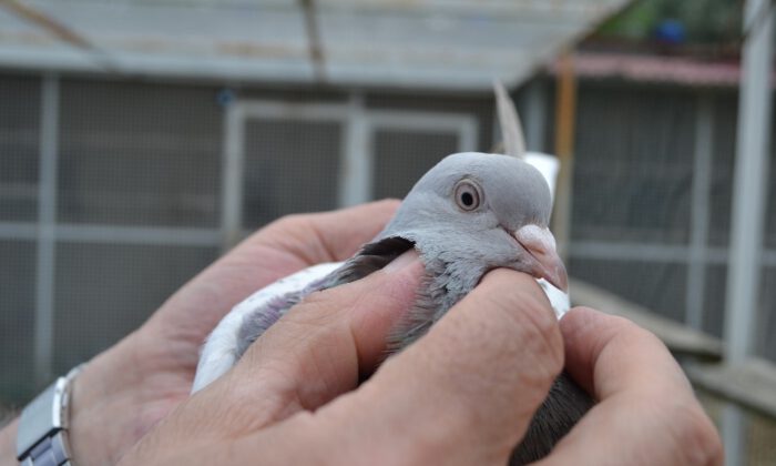 Siyasetin Stresini Güvercin Ve Atla Atıyor