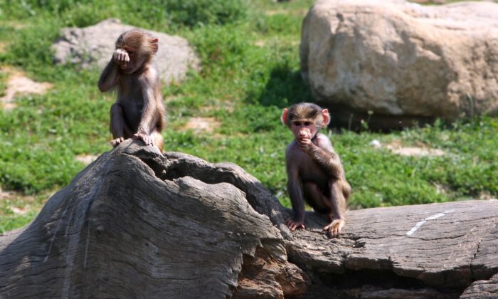 Büyükşehir’den Karne Hediyesi