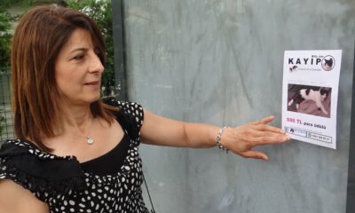 Kendisine Emanet Edilen Kedi Firar Etti, Para Ödülüyle Sokak Sokak Arıyor