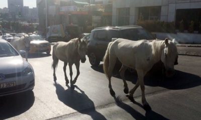 İstanbul trafiğinde ‘at’ paniği