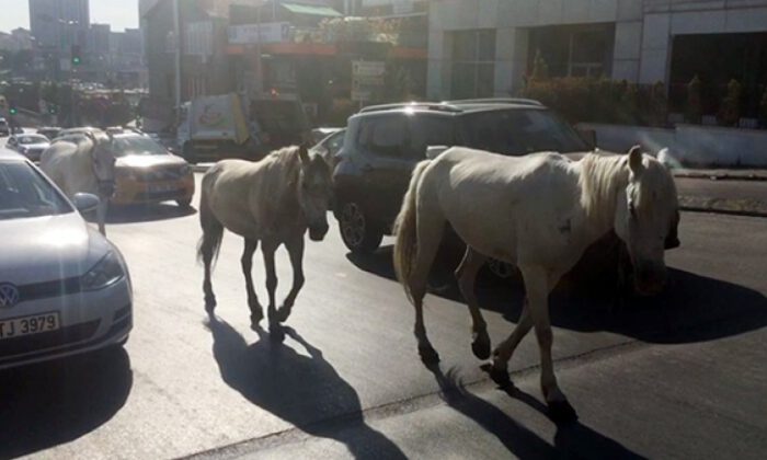 İstanbul trafiğinde ‘at’ paniği