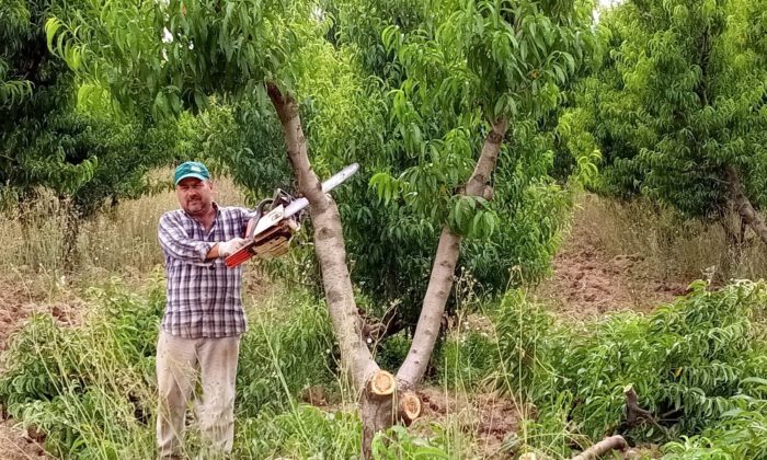 Bursa’da Kesilen Meyve Ağacı Sayısı 60 Bine Ulaştı