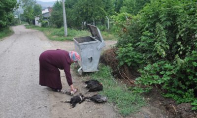 Yanlış Bit İlacı Tavukları Telef Etti İddiası
