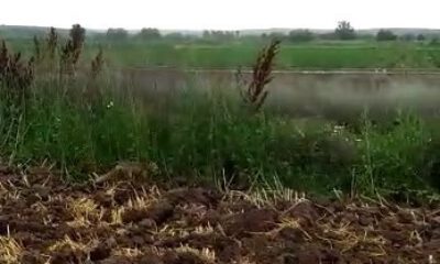 Tilkinin Fare Avı Kamerada