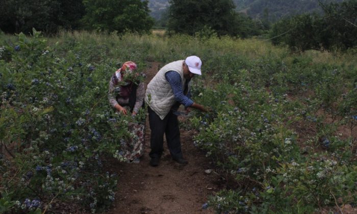 Dağ Köyünün Yüzünü Güldürdü… Dönümden 80 Bin Lira Kazanıyor