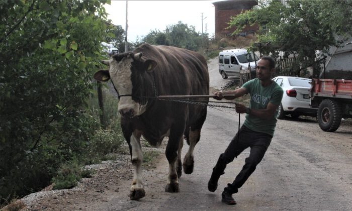 İki Buçuk Yaşında Bir Buçuk Ton Ağırlığa Ulaştı