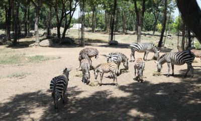 Bursa Hayvanat Bahçesinde  Yavru Zebra Sevinci