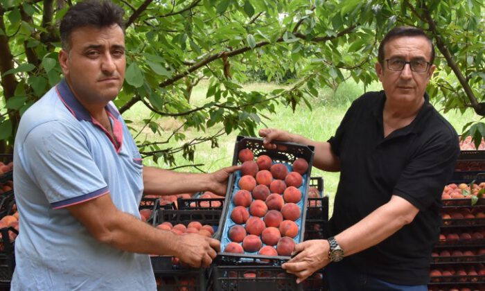 İnegöl’de şeftali hasadı başladı
