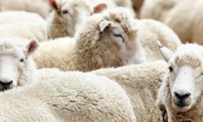 ‘Kurban’da hayvan sıkıntısı yok!