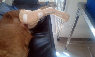 Kamyonun Ezdiği Köpek İçin Seferber Oldular