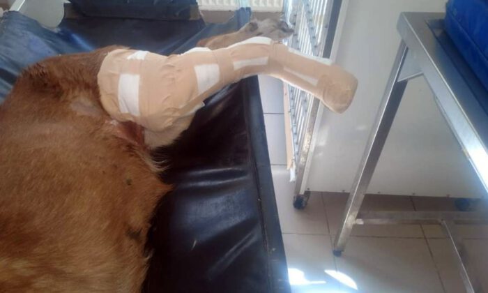 Kamyonun Ezdiği Köpek İçin Seferber Oldular