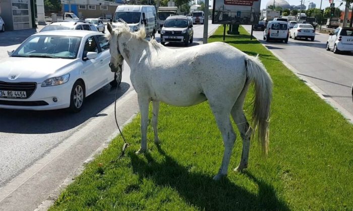 Başı Boş Atlar Tehlike Saçıyor