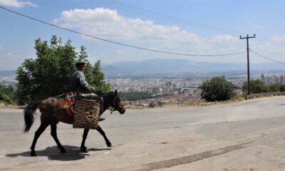 82’lik Atlı Dededen Organik Sebze Servisi