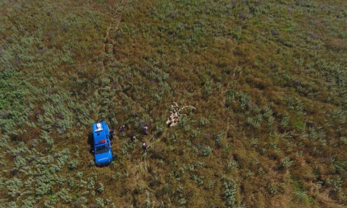 Kayıp Koyunları Jandarma Drone İle Buldu
