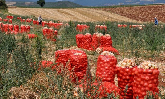 Dünyanın En Lezzetli Soğanı Karacabey’den