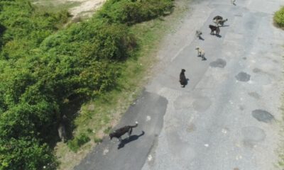 Köpekler köyü işgal etti
