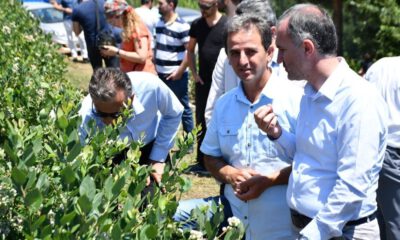 Türkiye’nin En Büyük Yaban Mersini Bahçesinde Hasat Başladı