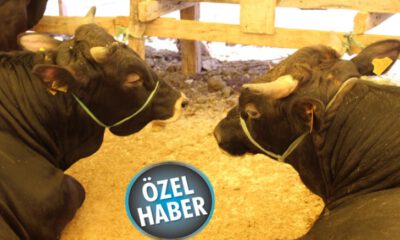Kurban pazarında fiyatlar değişmedi