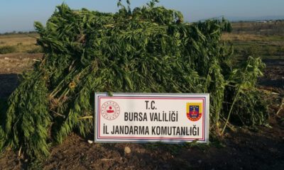 Mısır Tarlasına Kurumaya Bırakılmış Kenevir Ve Kubar Maddeleri Drone İle Tespit Edildi