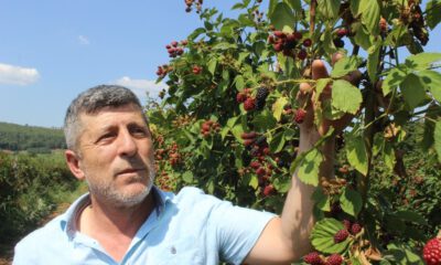 Tadına Bakanların Hayran Olduğu Böğürtlen Dalında 8 Lira