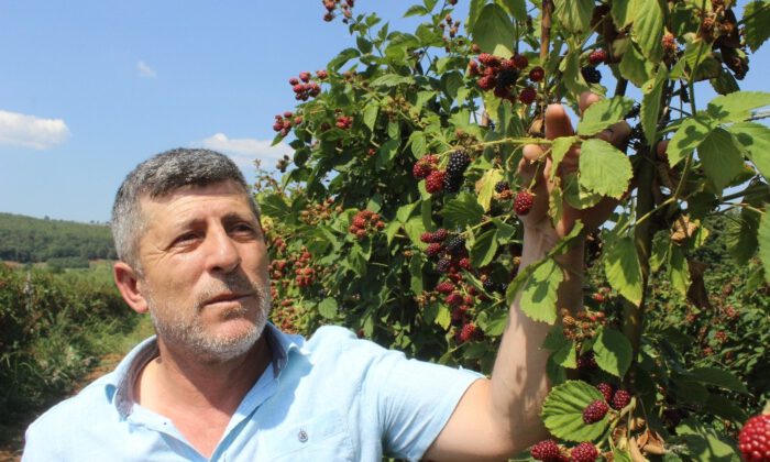 Tadına Bakanların Hayran Olduğu Böğürtlen Dalında 8 Lira