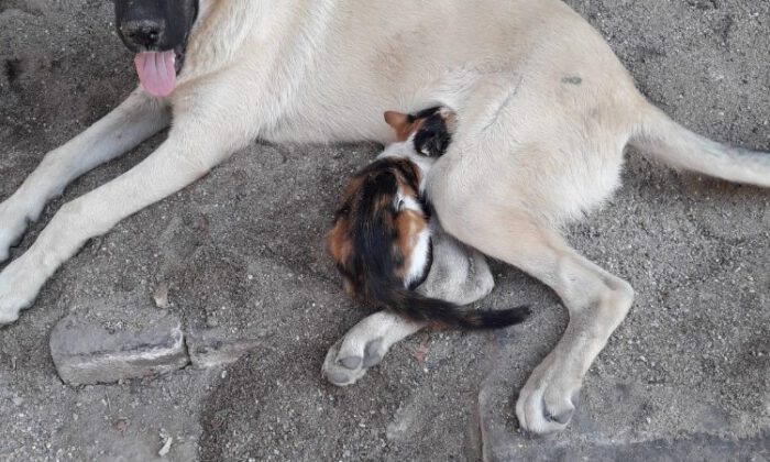 Sahipsiz Sokak Köpeği Kediye Annelik Yapıyor