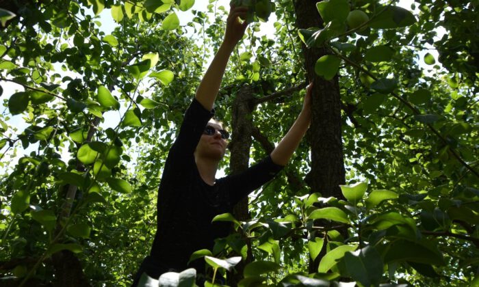 Avrupalı Öğrencilerin Armut Hasadı