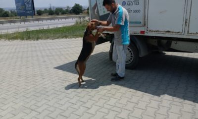 Karşıdan Karşıya Geçemeyen Köpeğin Yardımına Koştular