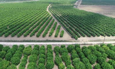 Limonda ‘poyraz’ sıkıntısı
