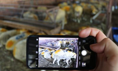 Kurbanda ‘mobil satış’ dönemi