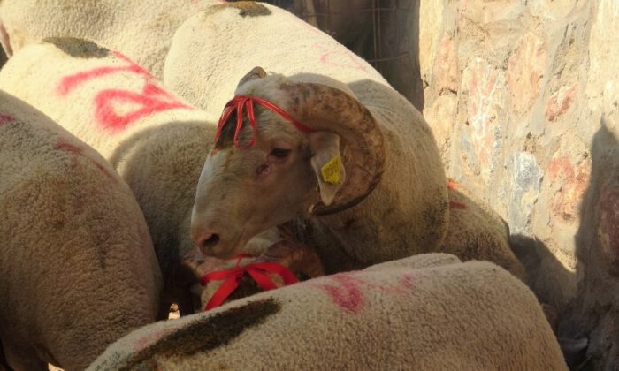 Dar Gelirli 30 Aileye Belediyeden Koç Sürprizi