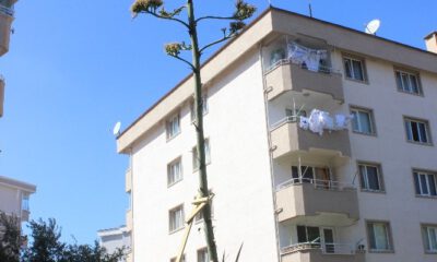 Sitenin Bahçesine Ektikleri Bitki 29 Yıl Sonra Çiçek Açtı