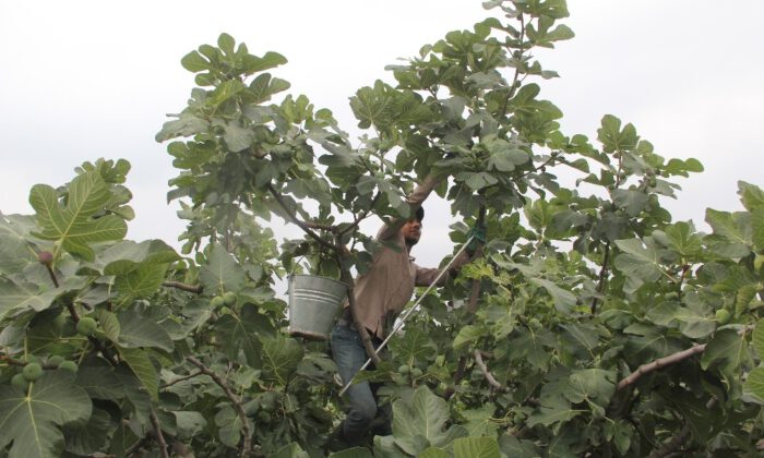 ‘Kraliçe’ Üreticinin Yüzünü Güldürdü