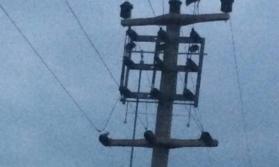 Göç Eden Leylekler İçin Elektrikler Kesildi