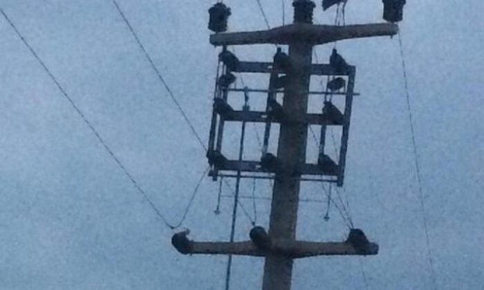 Göç Eden Leylekler İçin Elektrikler Kesildi