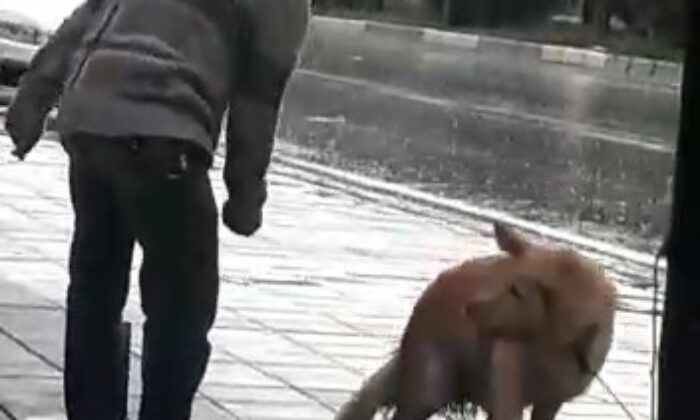 Sağanak Yağmurda Köpeği Yumrukladı