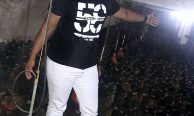 Tavuk Bakmak Hem Kazandırıyor, Hem De Strese İyi Geliyor