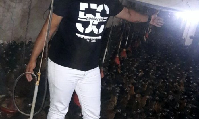 Tavuk Bakmak Hem Kazandırıyor, Hem De Strese İyi Geliyor