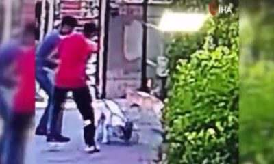 Küçükçekmece’de pitbull dehşeti