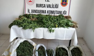 Jandarmadan Zehir Tacirlerine 12 Ayrı Operasyon