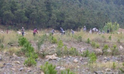 Madenler Çıkarıldı…20 Bin Fıstık Ve Akasya Maden Sahasına Dikildi