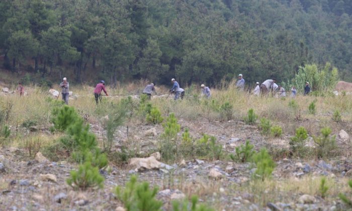 Madenler Çıkarıldı…20 Bin Fıstık Ve Akasya Maden Sahasına Dikildi
