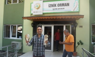 Yaralı 2 Peçeli Baykuş Tedaviye Gönderildi