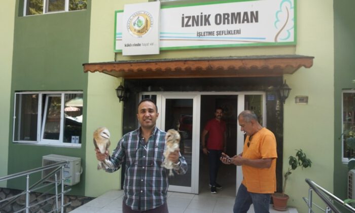 Yaralı 2 Peçeli Baykuş Tedaviye Gönderildi