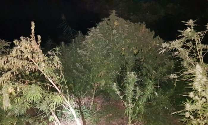 Metrelerce Uzunlukta Kenevirlerin Bulunduğu Tarlaya Drone İle Polis Baskını